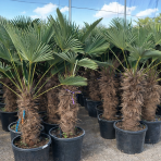 Palma konopná (Trachycarpus wagnerianus) – celková výška 150-180 cm, výška kmeňa 80-90 cm (-19°C)